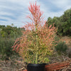 Pencil Cactus - Euphorbia tirucalli &