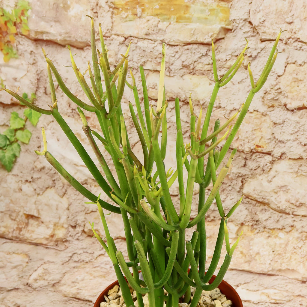 Pencil Cactus - Euphorbia tirucalli &