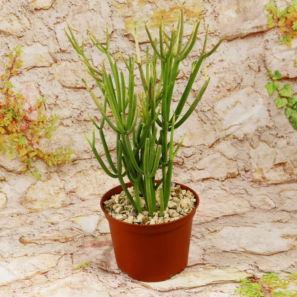 Pencil Cactus - Euphorbia tirucalli &