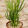 Pencil Cactus - Euphorbia tirucalli &