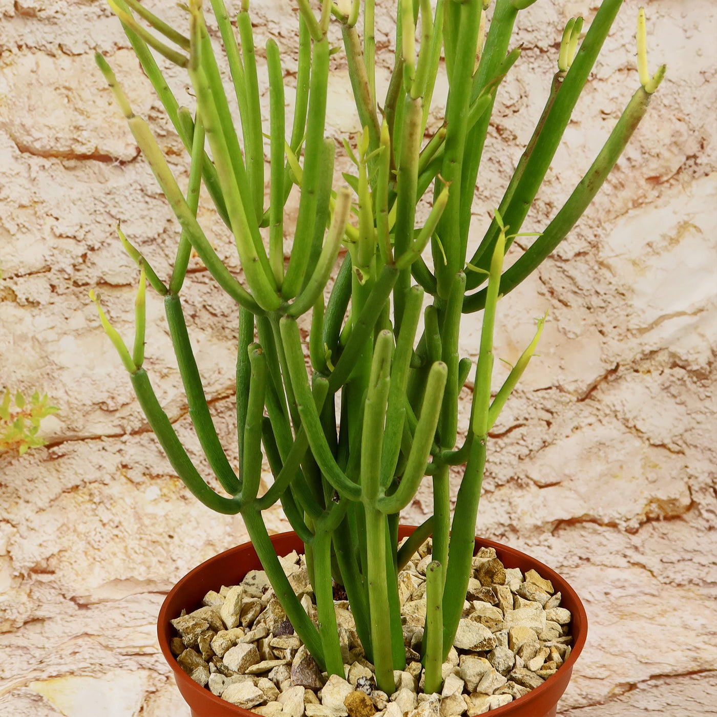 fire bush succulent Buy 'Pencil Cactus - Euphorbia tirucalli Firesticks' Care and Growing Guide