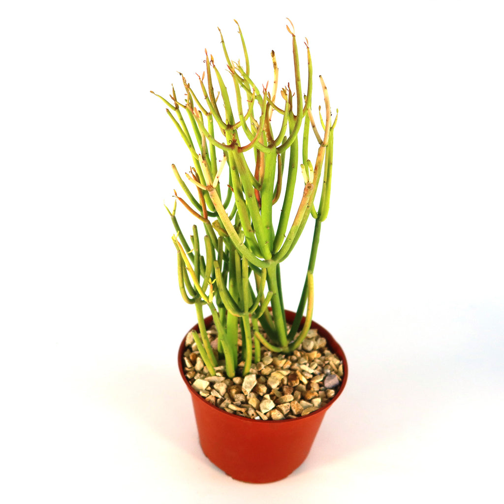 Pencil Cactus - Euphorbia tirucalli &