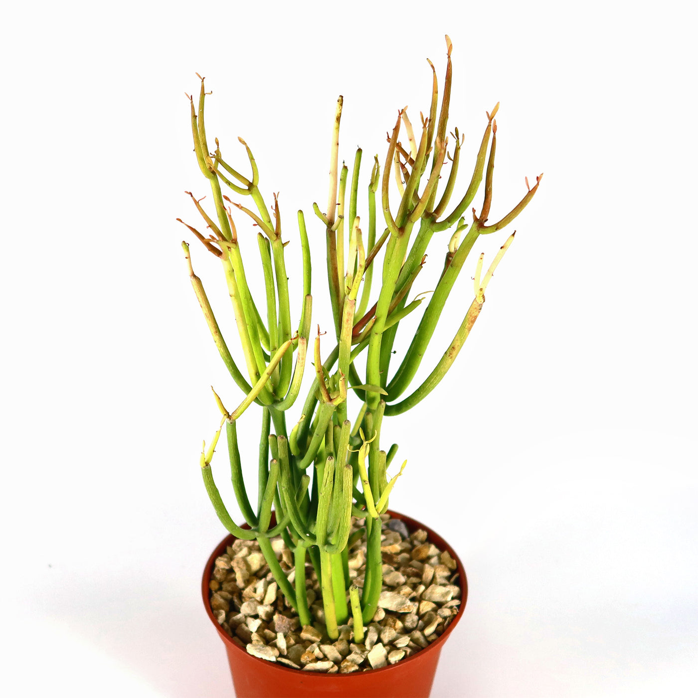 Pencil Cactus - Euphorbia tirucalli 'Firesticks'