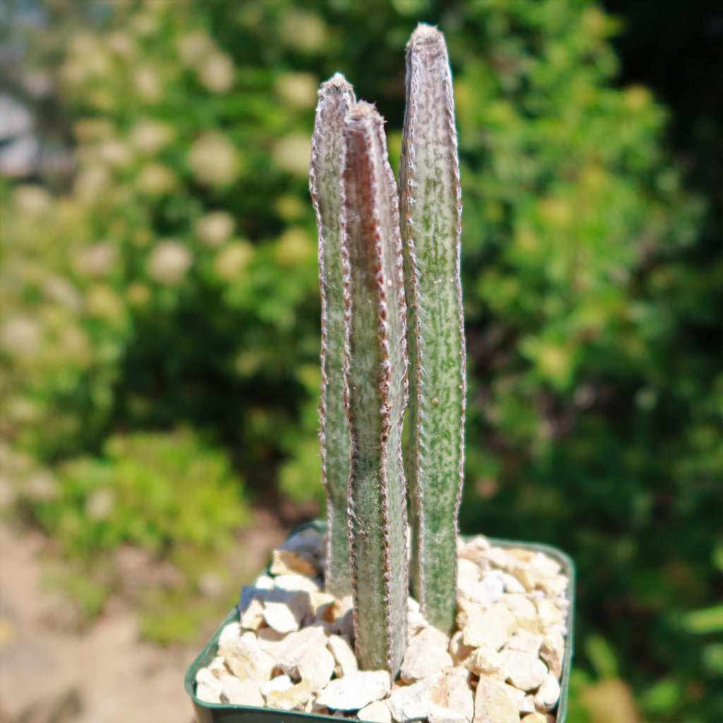 Night blooming cereus &