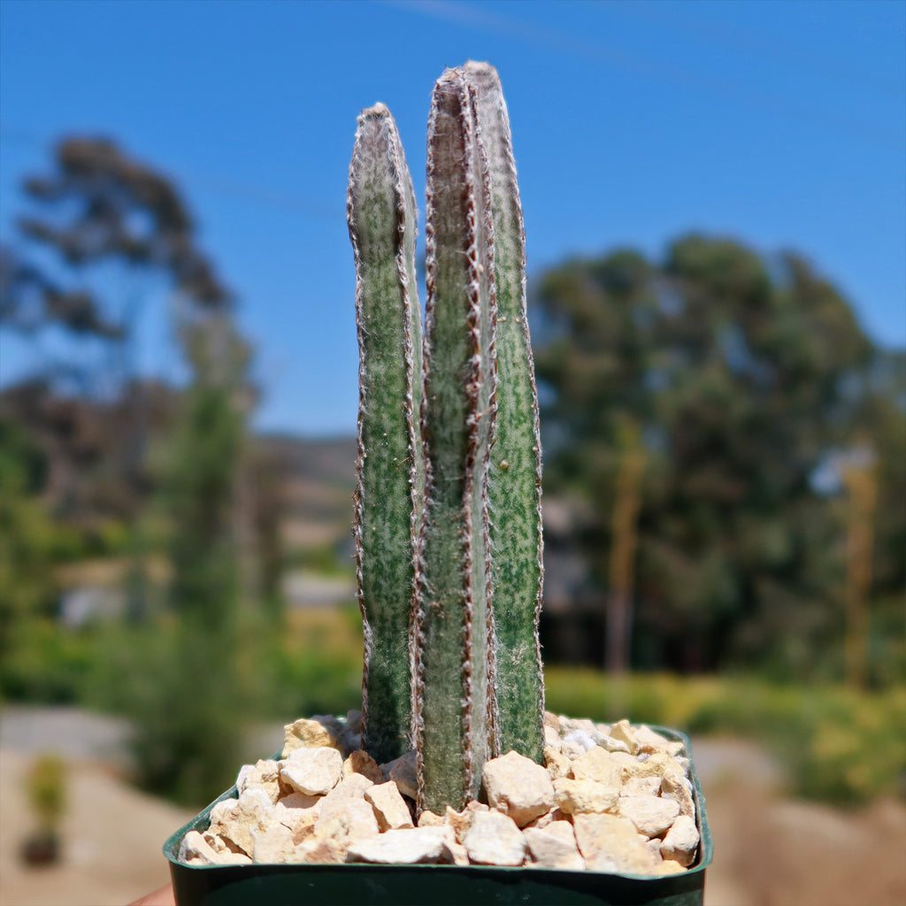 Night blooming cereus &