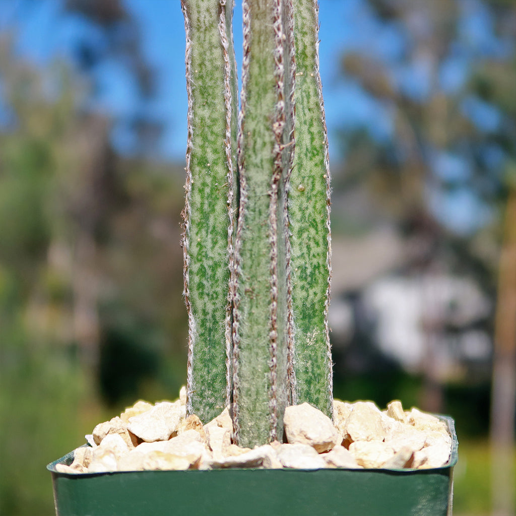 Night blooming cereus &