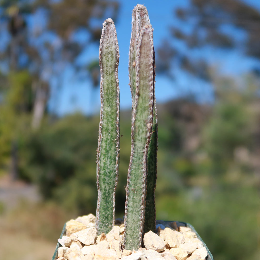 Night blooming cereus &