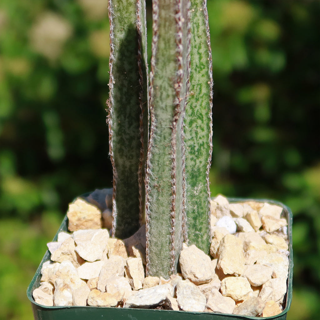 Night blooming cereus &
