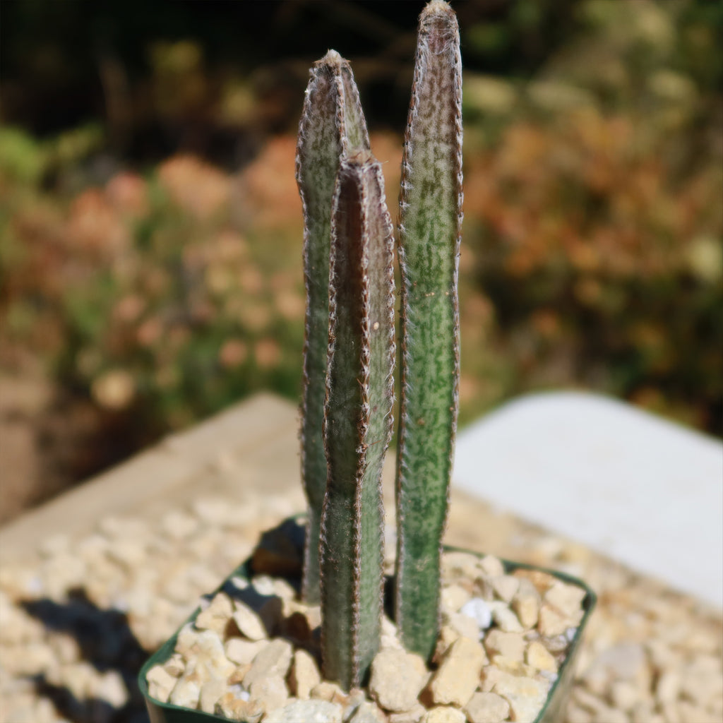 Night blooming cereus &