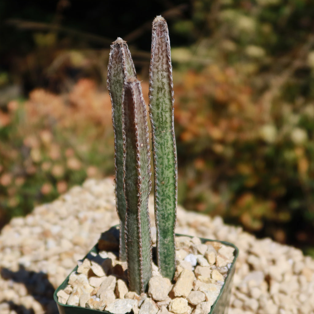 Night blooming cereus &