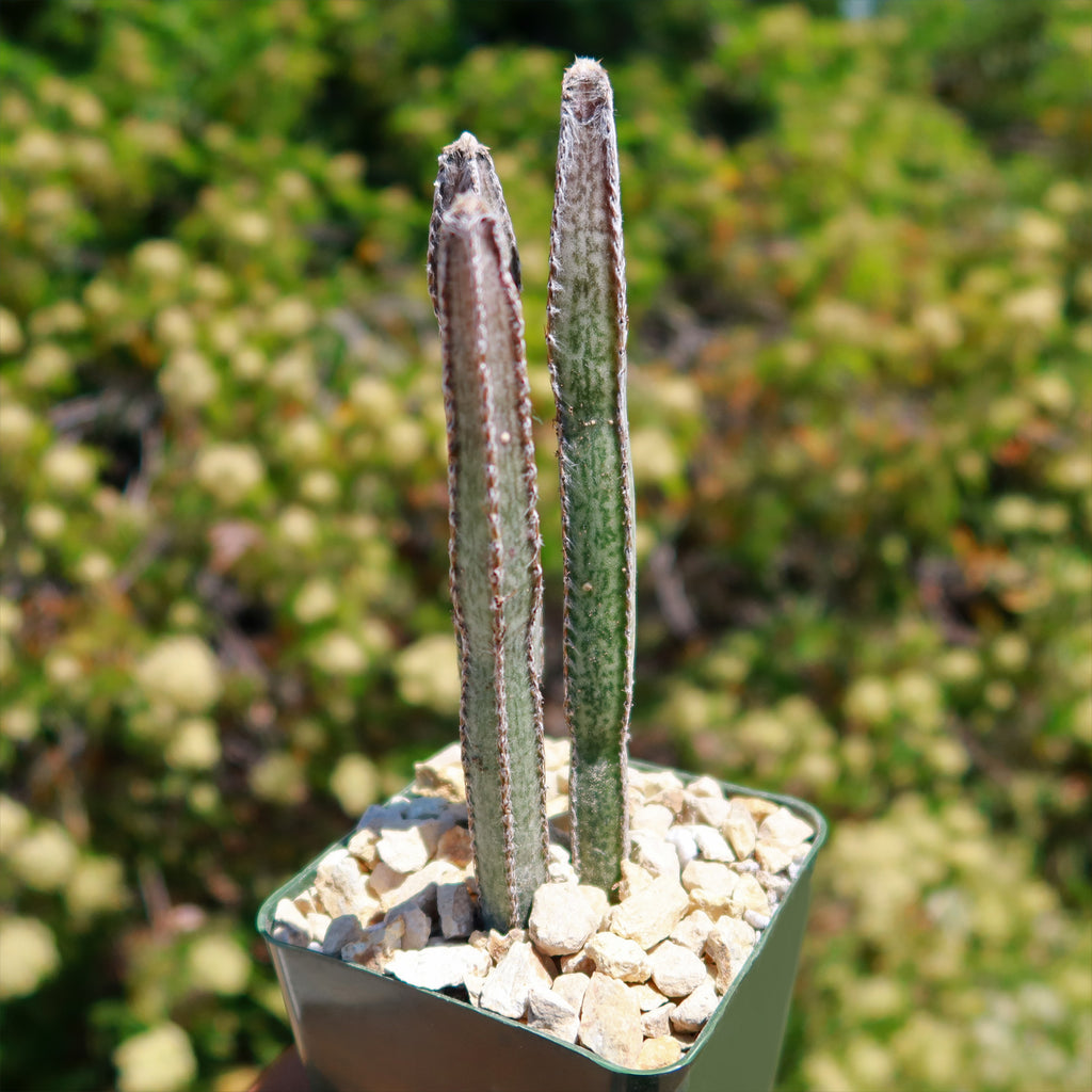 Night blooming cereus &