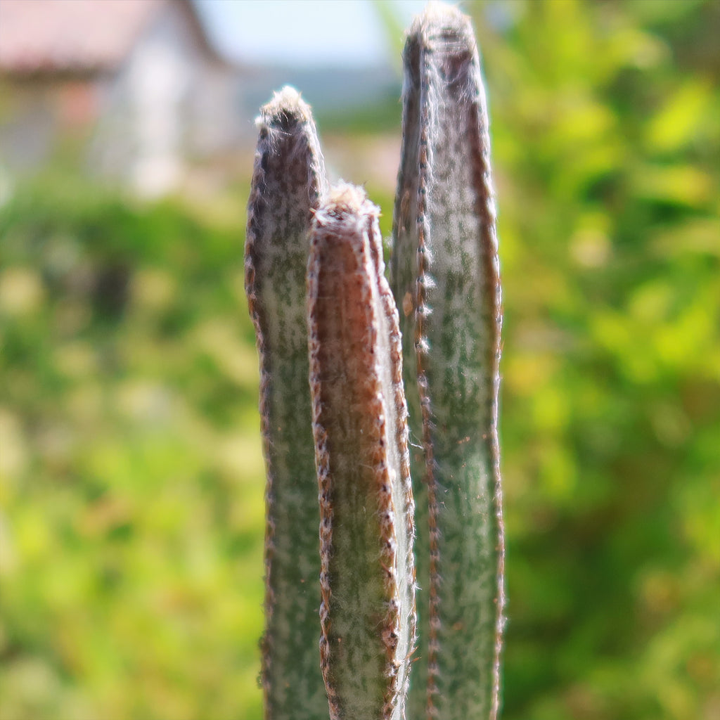 Night blooming cereus &