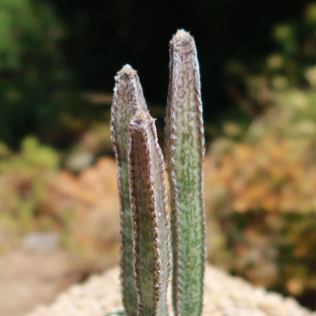 Night blooming cereus &