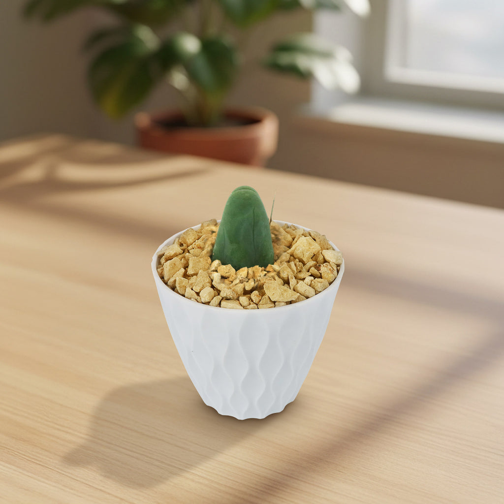 Penis Cactus ‘Trichocereus bridgesii monstrose’