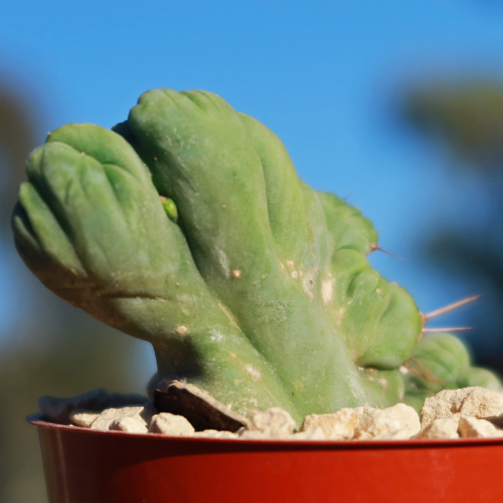 Crested Penis Cactus ‘Trichocereus bridgesii Crested’