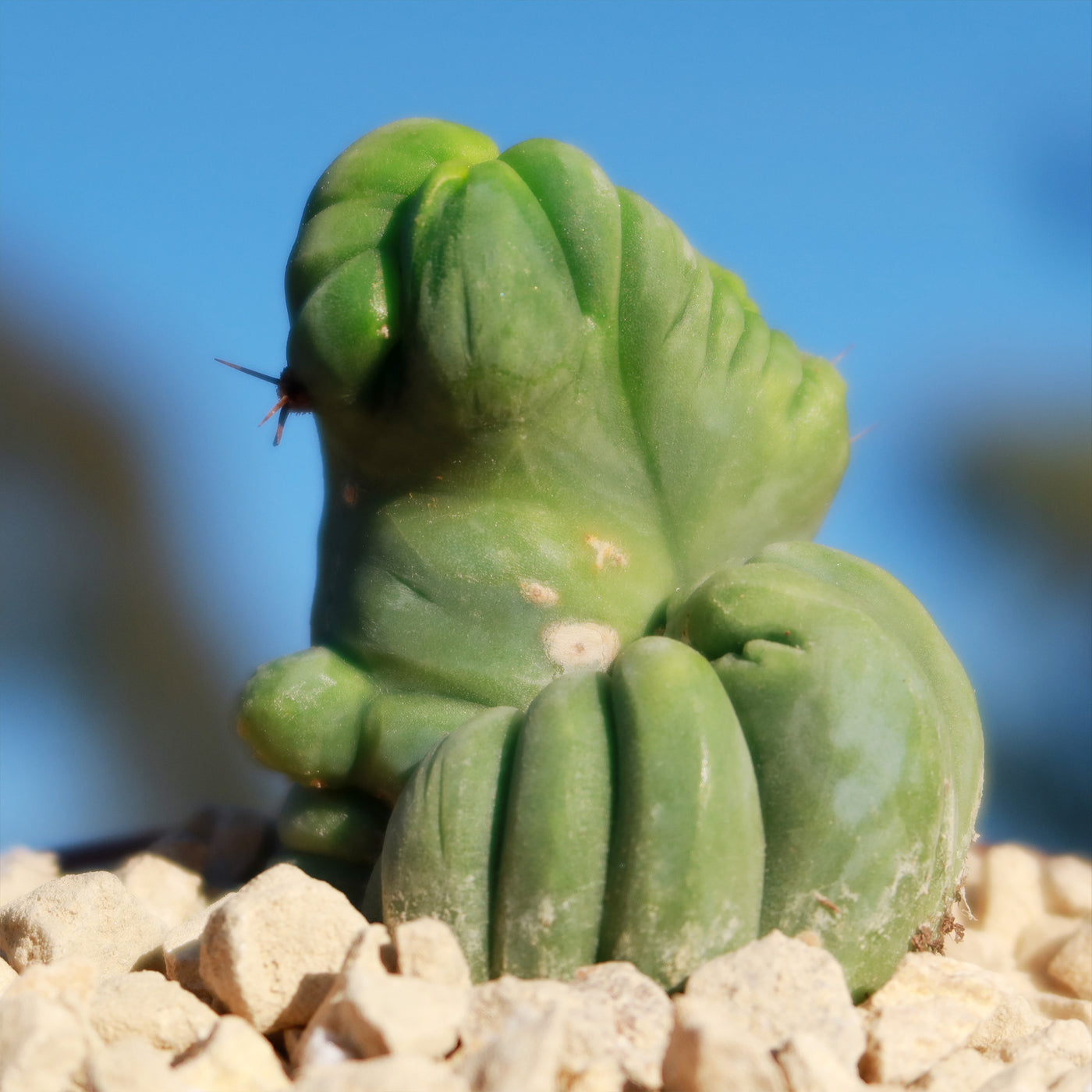 Crested Penis Cactus ‘Trichocereus bridgesii Crested’