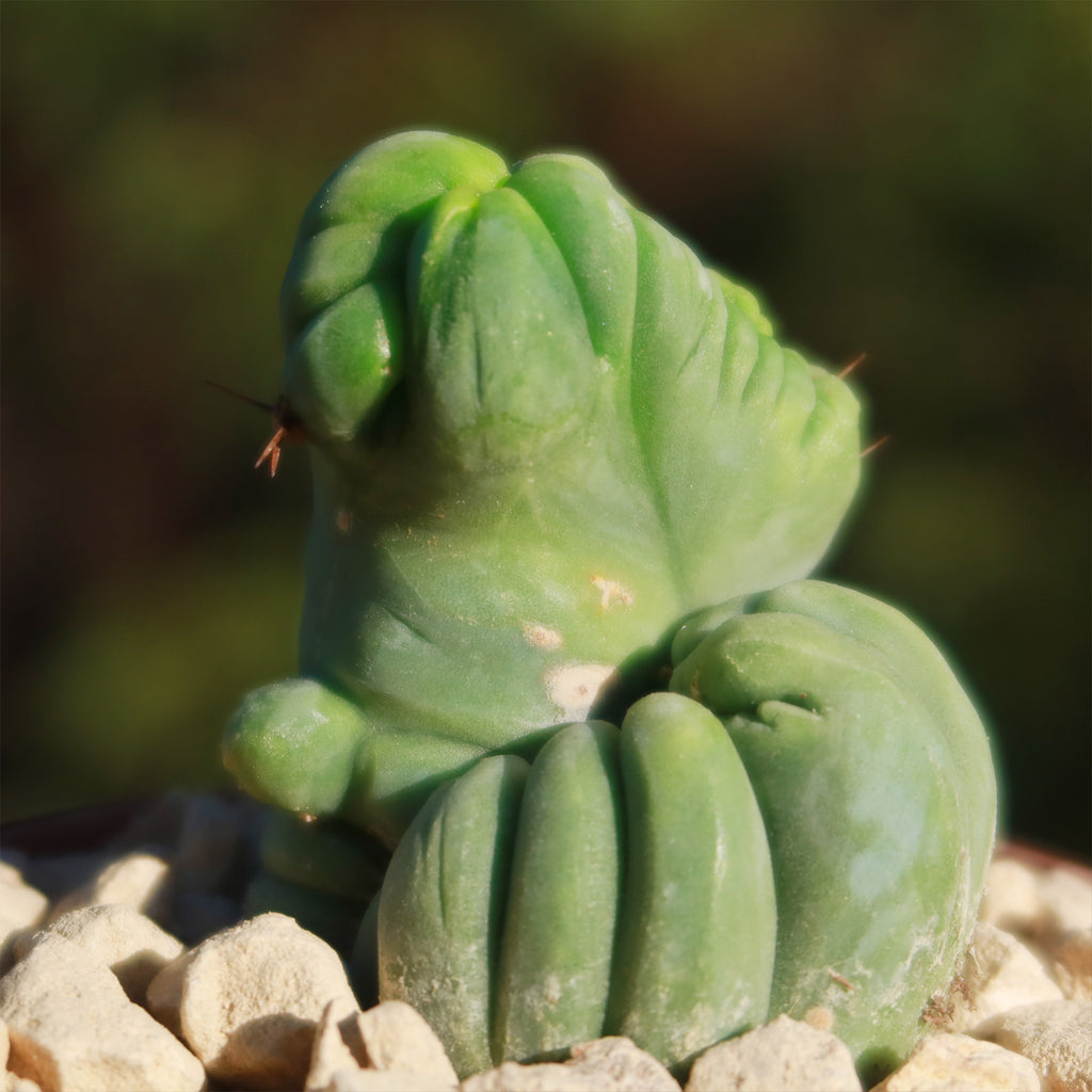 Crested Penis Cactus ‘Trichocereus bridgesii Crested’