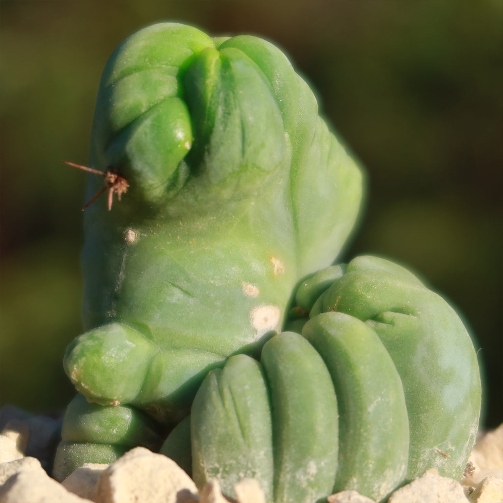 Crested Penis Cactus ‘Trichocereus bridgesii Crested’