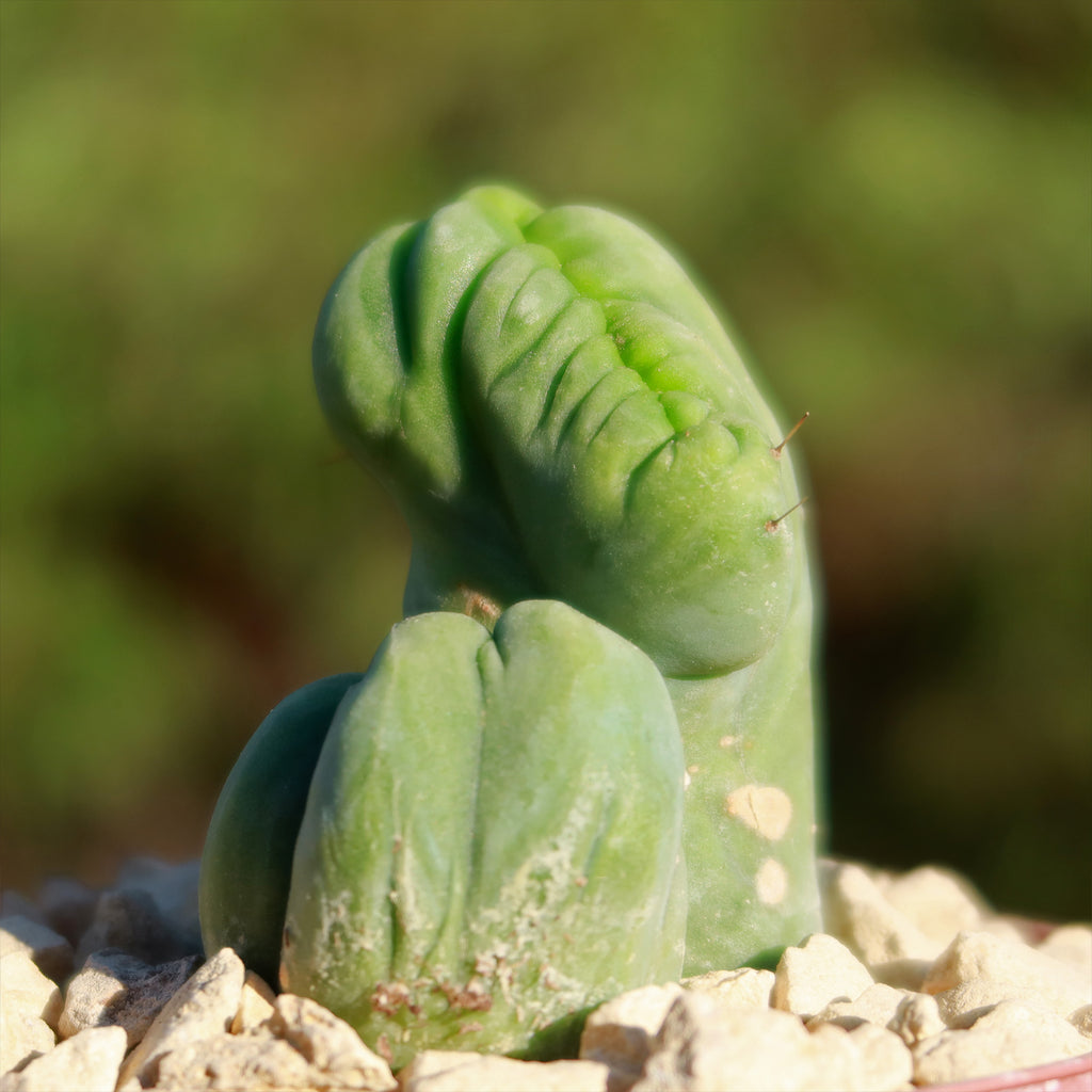 Crested Penis Cactus ‘Trichocereus bridgesii Crested’