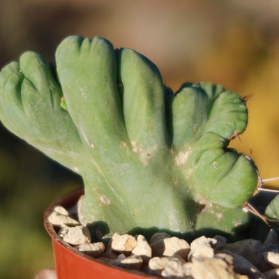 Crested Penis Cactus ‘Trichocereus bridgesii Crested’