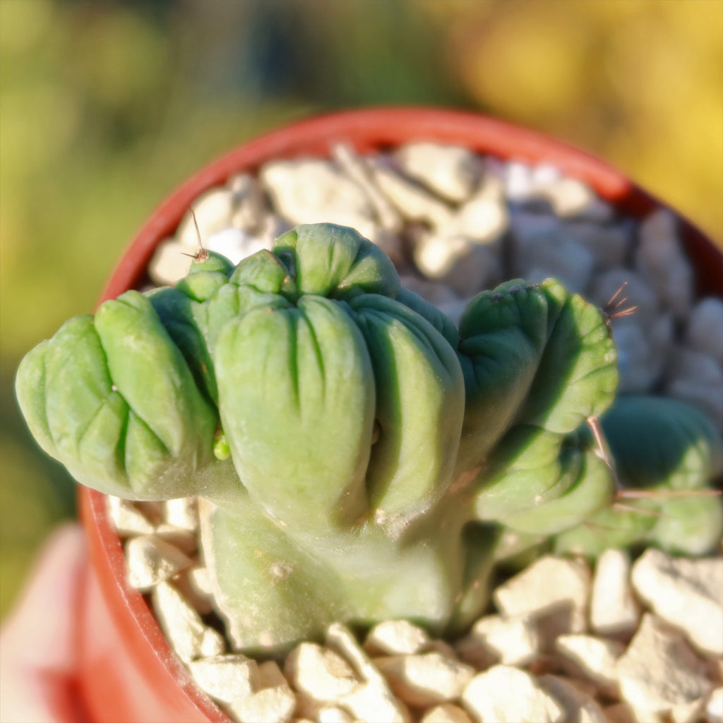 Crested Penis Cactus ‘Trichocereus bridgesii Crested’