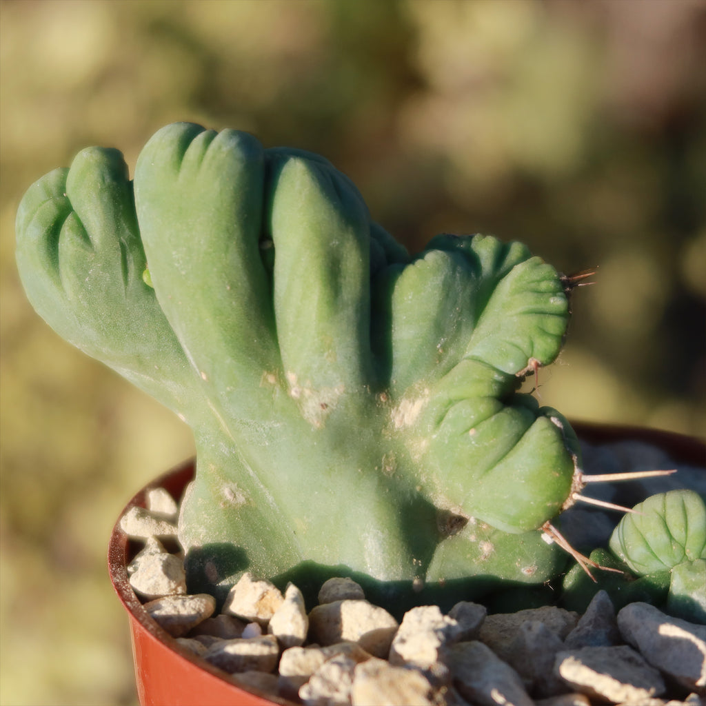 Crested Penis Cactus ‘Trichocereus bridgesii Crested’