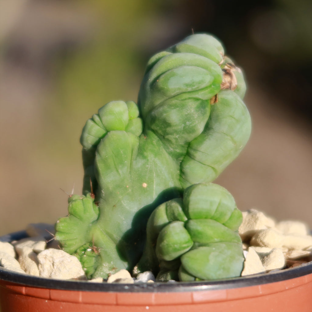 Crested Penis Cactus ‘Trichocereus bridgesii Crested’