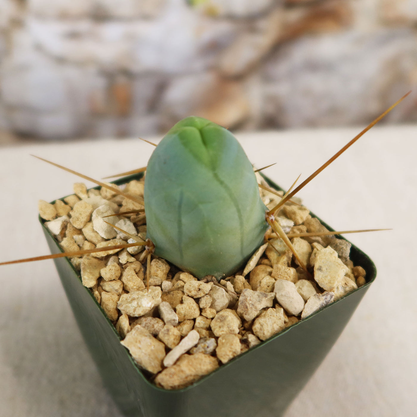 Shop 'Penis Cactus - Trichocereus bridgesii monstrose' Care & Info