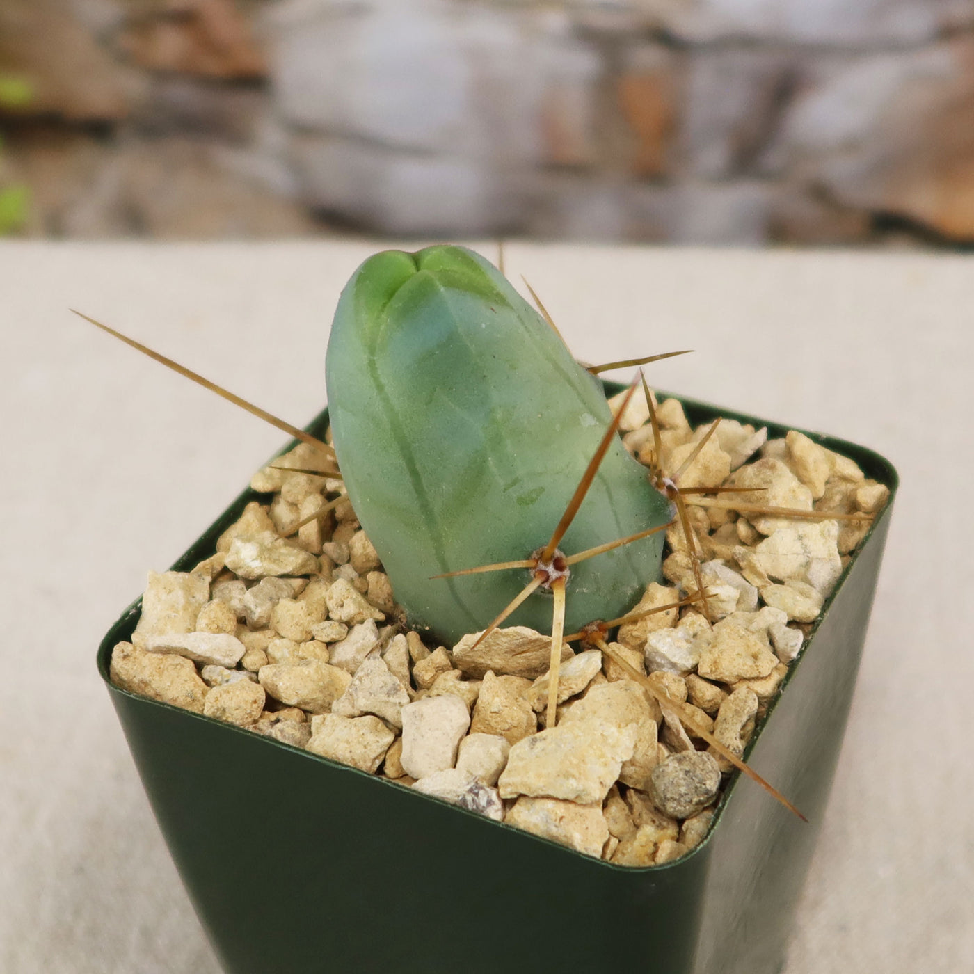 phallic succulent Shop 'Penis Cactus - Trichocereus bridgesii monstrose' Care & Info