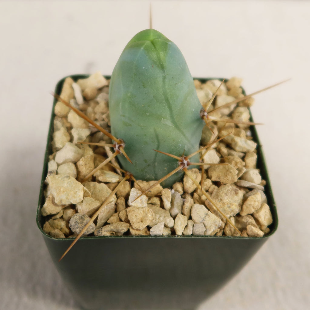 patrol_placeholder_a6ead9acc5af34cb22c78a05ed144ef7