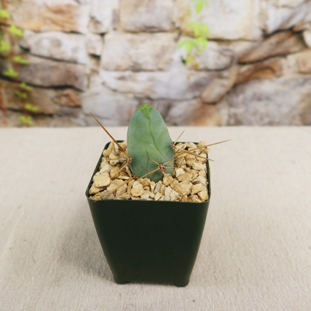 patrol_placeholder_a6ead9acc5af34cb22c78a05ed144ef7