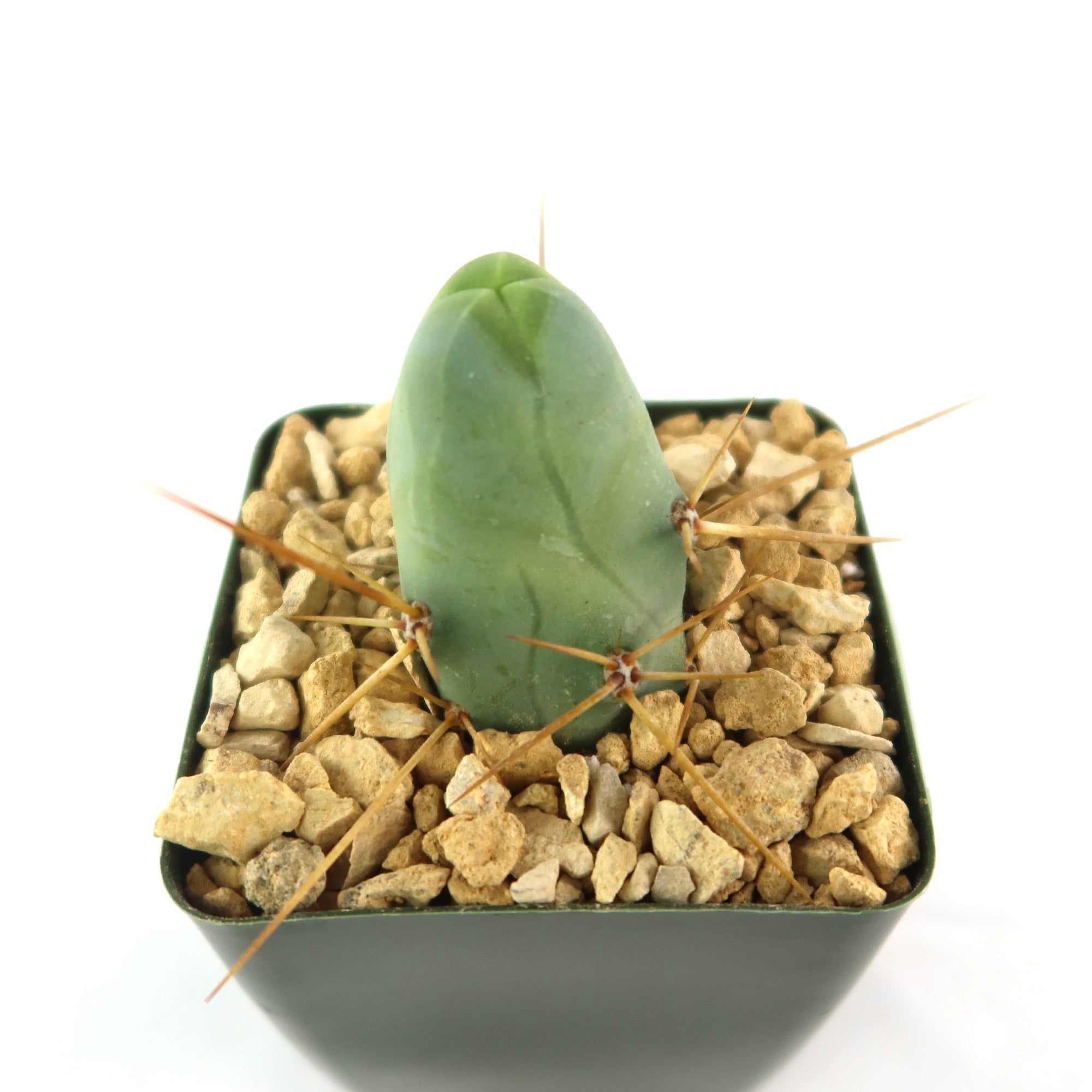 Penis Cactus ‘Trichocereus bridgesii monstrose’