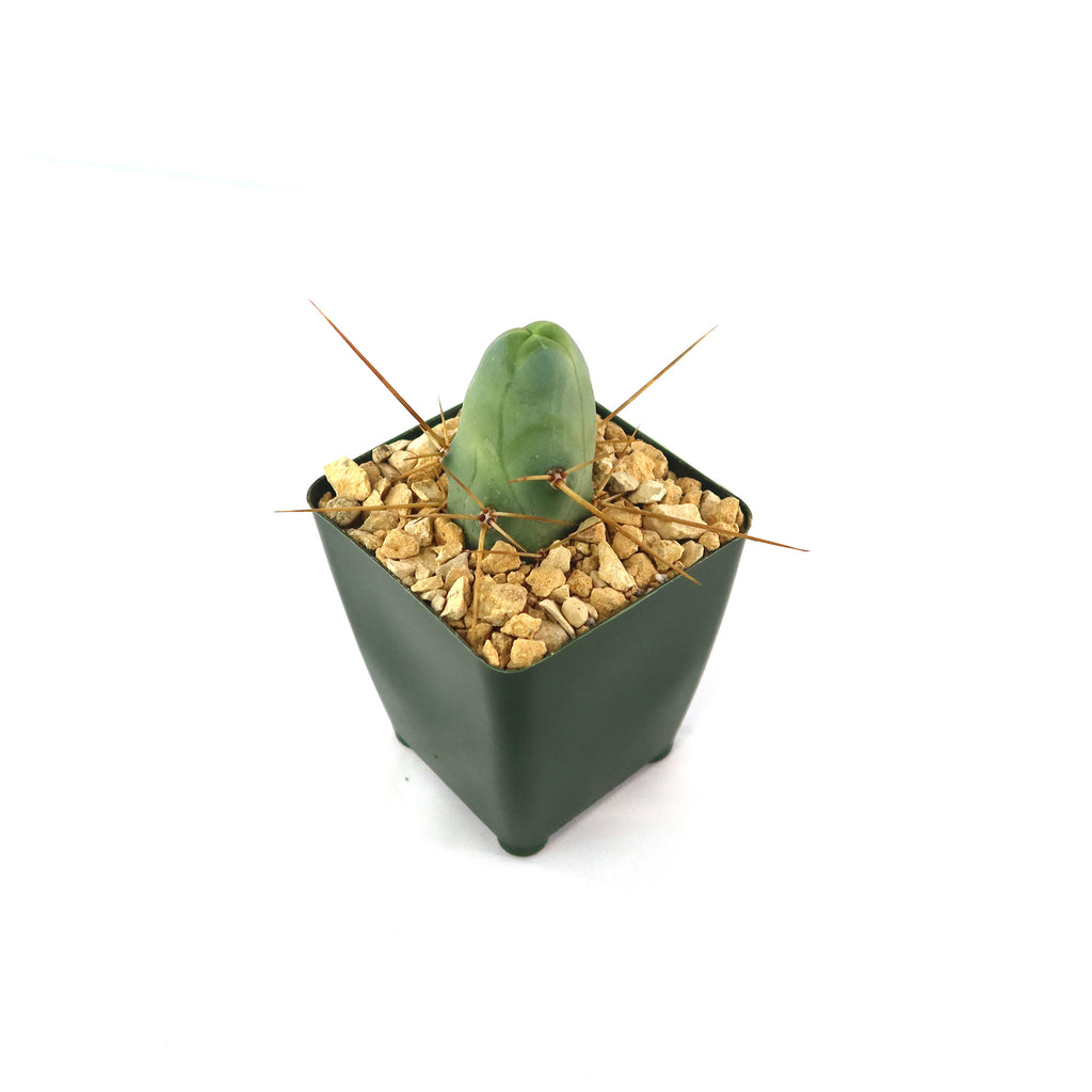 patrol_placeholder_a6ead9acc5af34cb22c78a05ed144ef7