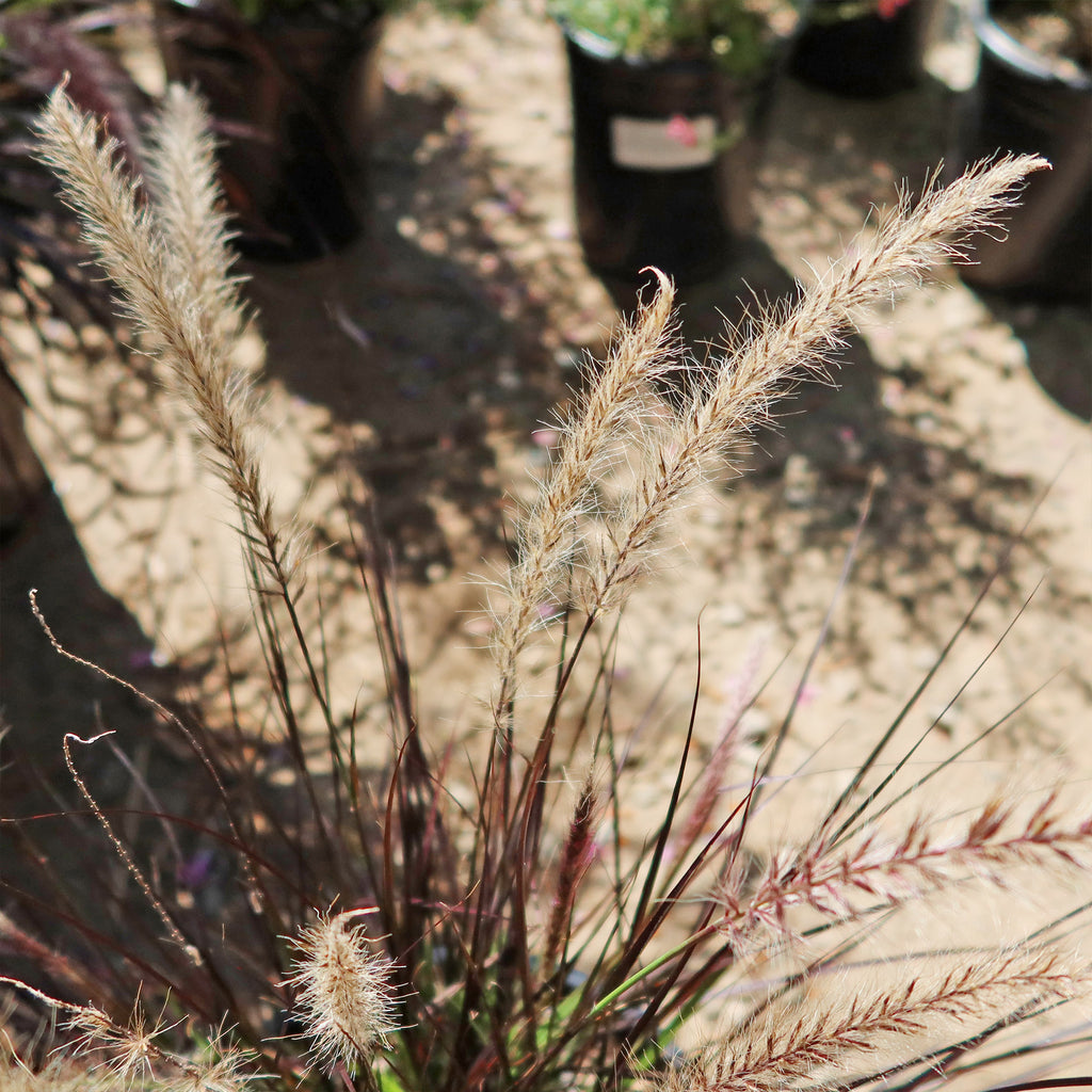 Purple Fountain Grass - Pennisetum setaceum ‘rubrum’