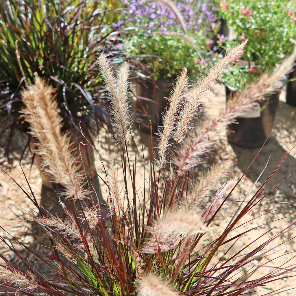Purple Fountain Grass - Pennisetum setaceum ‘rubrum’