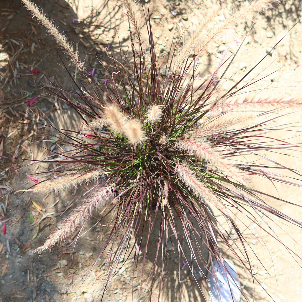 Purple Fountain Grass - Pennisetum setaceum ‘rubrum’