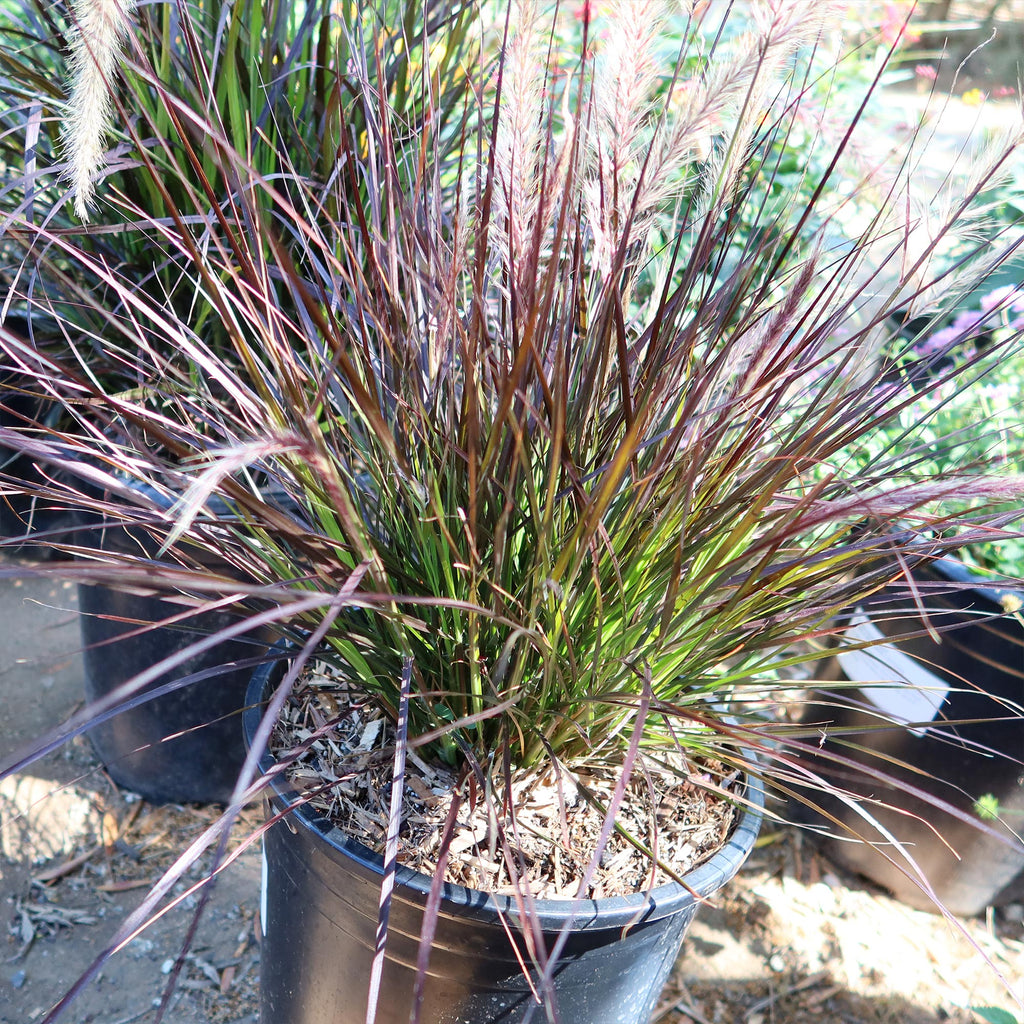 Purple Fountain Grass - Pennisetum setaceum ‘rubrum’