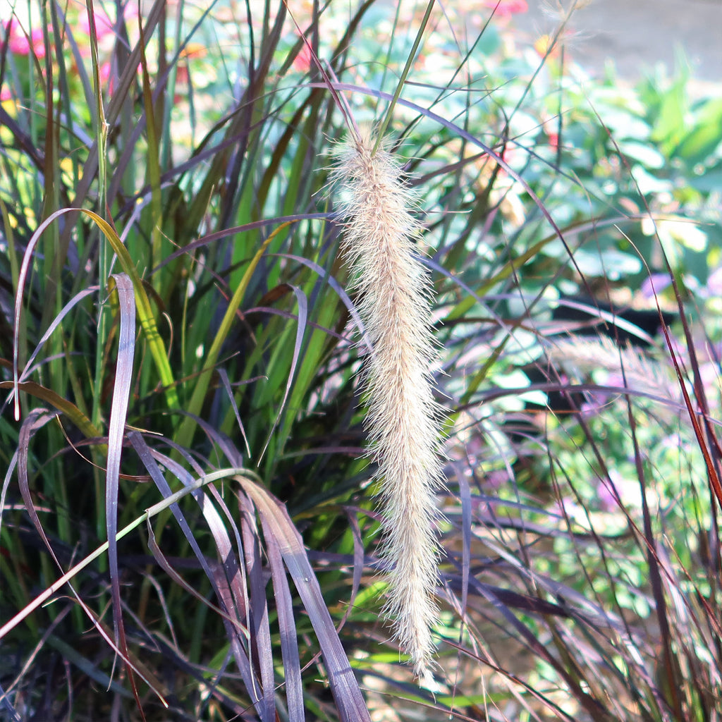 Purple Fountain Grass - Pennisetum setaceum ‘rubrum’