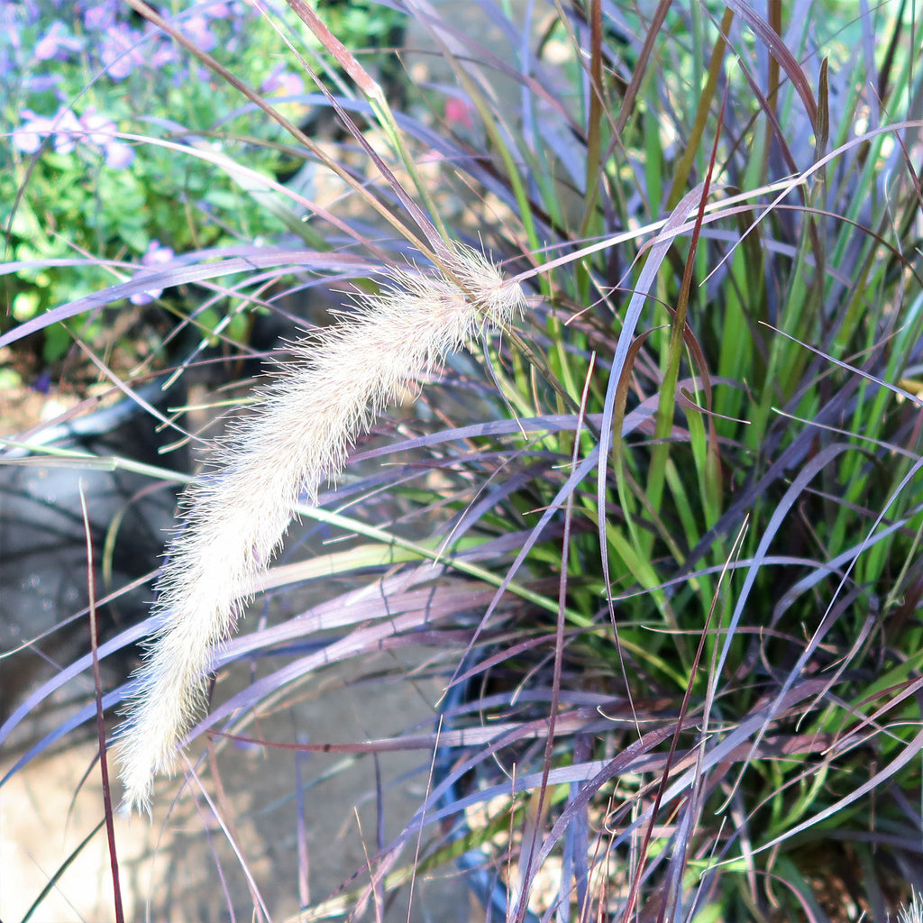 Purple Fountain Grass - Pennisetum setaceum ‘rubrum’