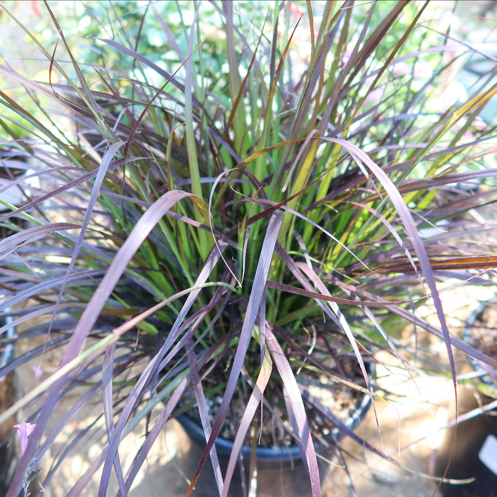 Purple Fountain Grass - Pennisetum setaceum ‘rubrum’