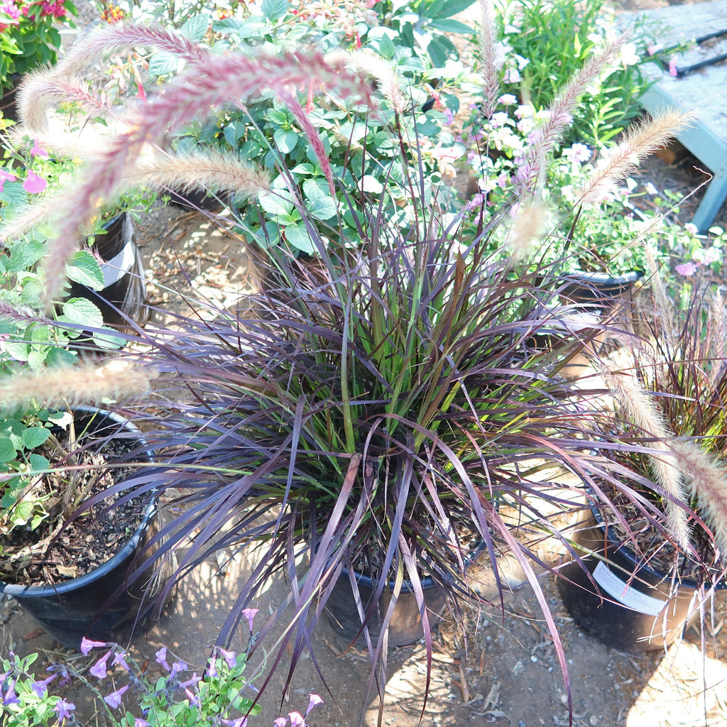 Purple Fountain Grass - Pennisetum setaceum ‘rubrum’