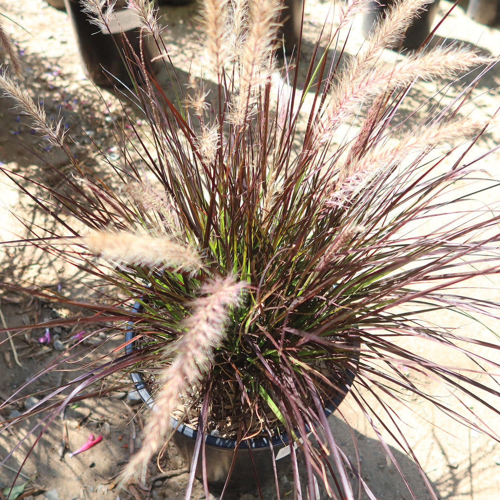 Purple Fountain Grass - Pennisetum setaceum ‘rubrum’
