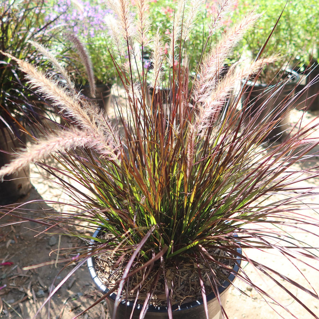Purple Fountain Grass - Pennisetum setaceum ‘rubrum’
