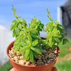 Peperomia axillaris