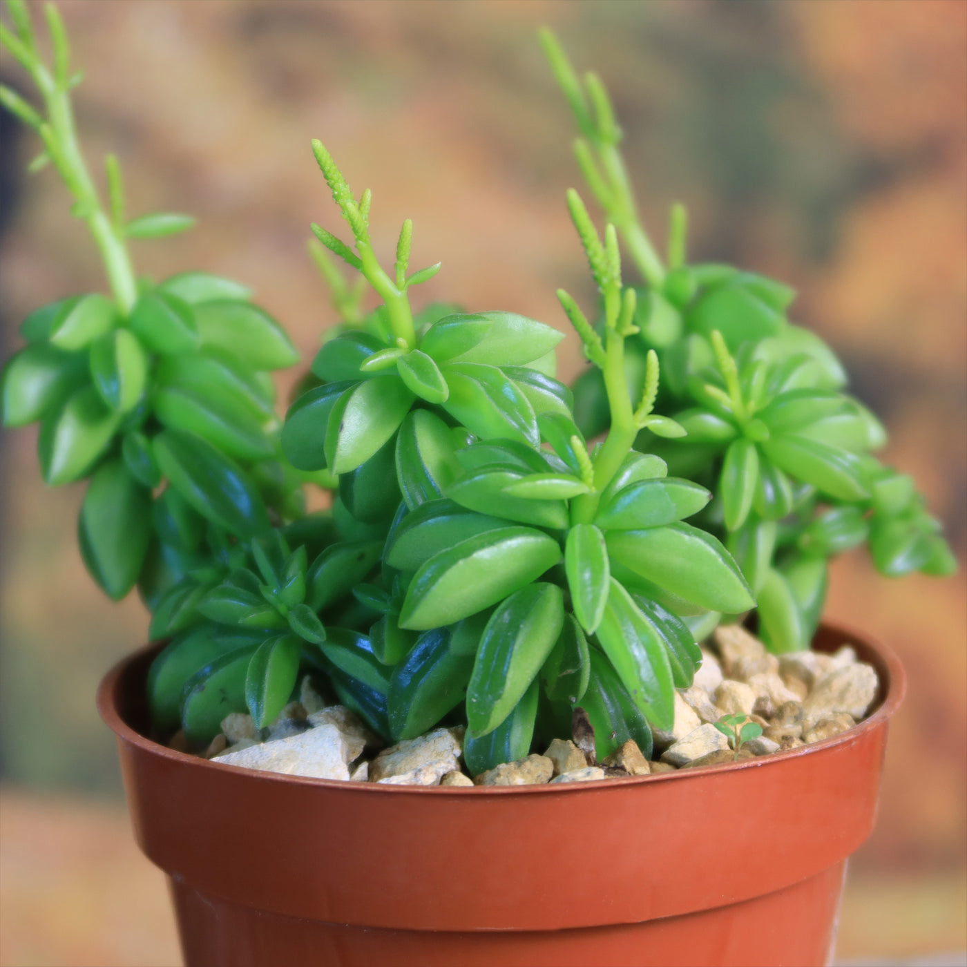 peperomia prayer plant Shop 'Peperomia axillaris' Care and Growing Guide