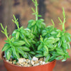 Peperomia axillaris