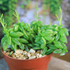 Peperomia axillaris