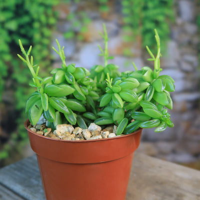 taco succulent Peperomia axillaris