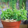 Peperomia axillaris