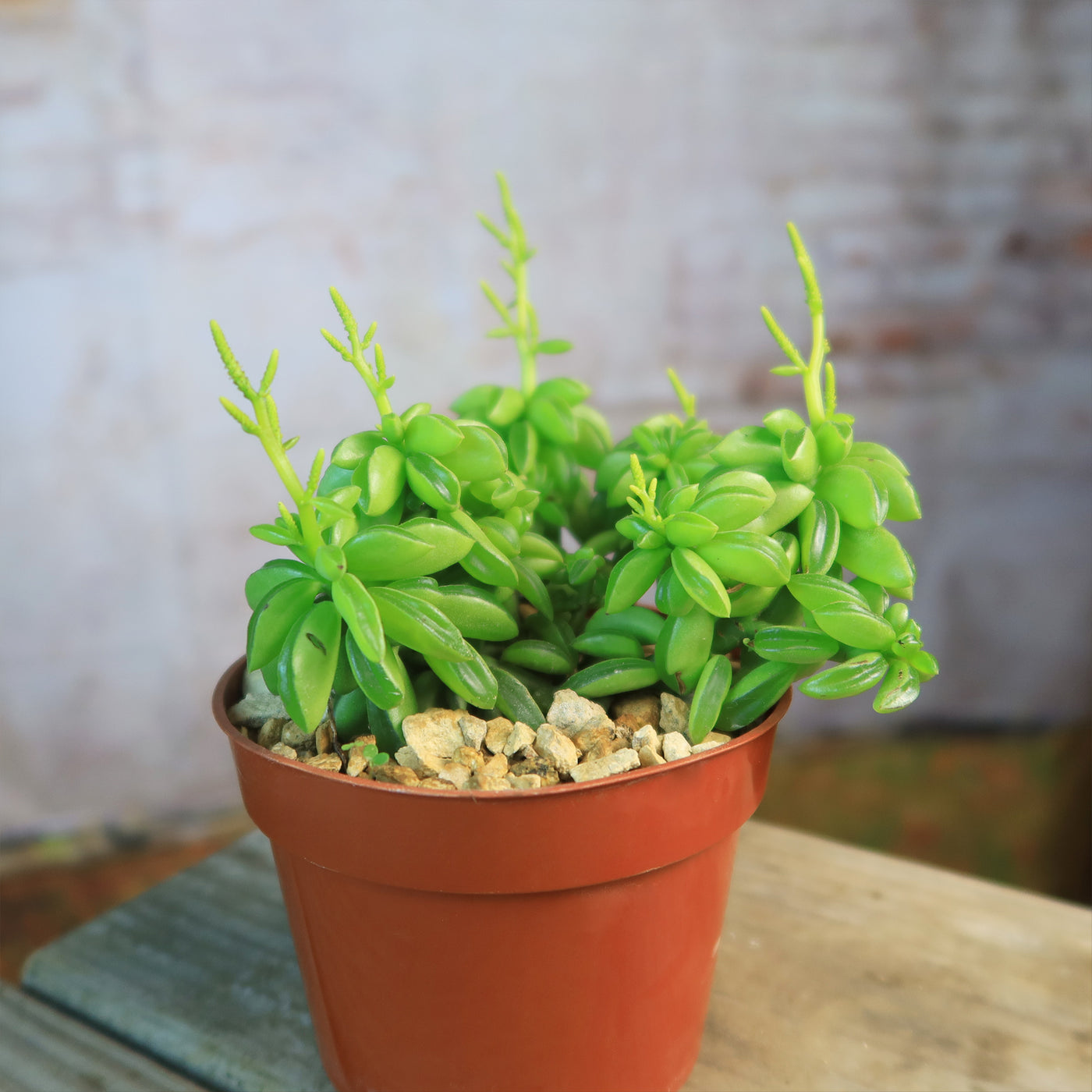 taco leaf succulent Peperomia axillaris